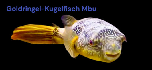 Goldringel-Kugelfisch 10-12 cm