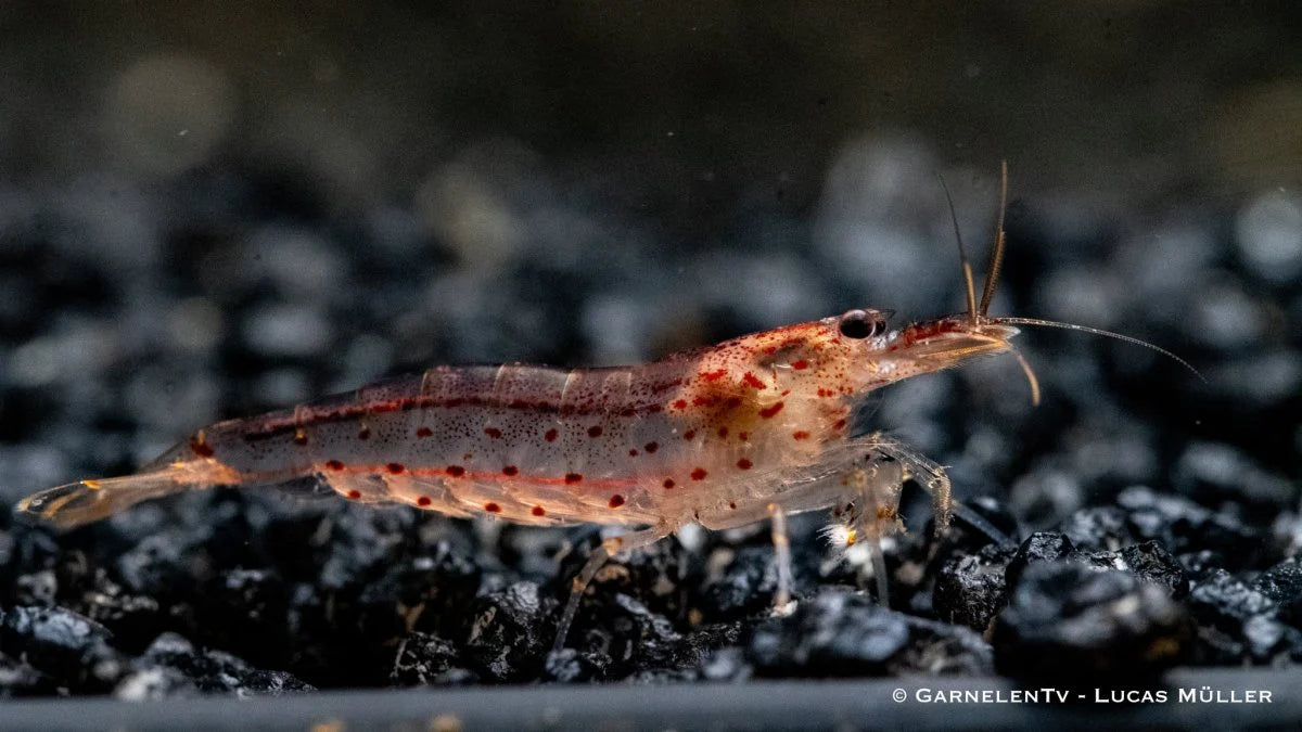 Amanogarnele orange lg