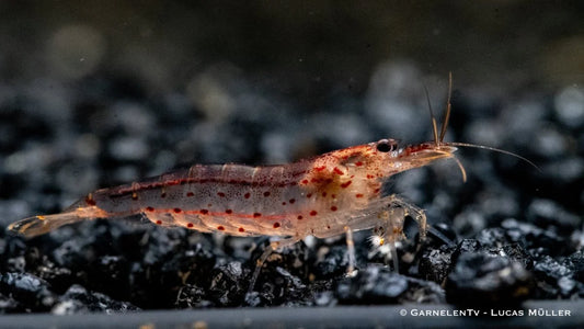 Amanogarnele orange lg