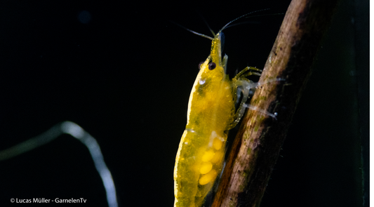 Yellow Fire Garnele (Neon-Rücken) lg
7%